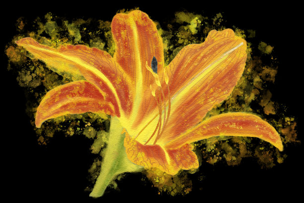 水彩插图的黄花菜在黑色背景图片下载