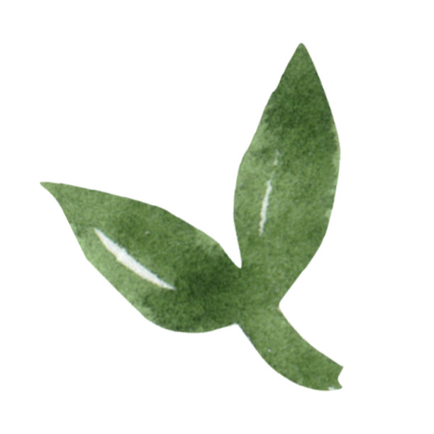 白色背景上的水彩画绿叶。图片下载