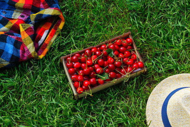 甜樱桃。顶部视图的盒子甜樱桃，裁剪帽子和衬衫上的绿色自然背景。水果和浆果。收获和作物概念。有机生态农场。夏天flatlay。焦点不清图片下载