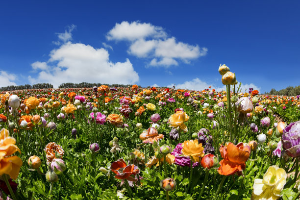 花园的花图片下载