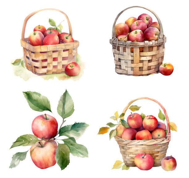 苹果丰收系列水彩插图，孤立在白色。图片下载