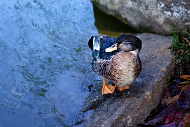 树间湖边的野鸭——野生动物图片下载