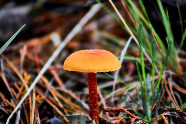 墨西哥杜兰戈森林里的橙色蘑菇图片下载