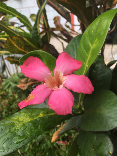 日本鸡蛋花植物图片下载