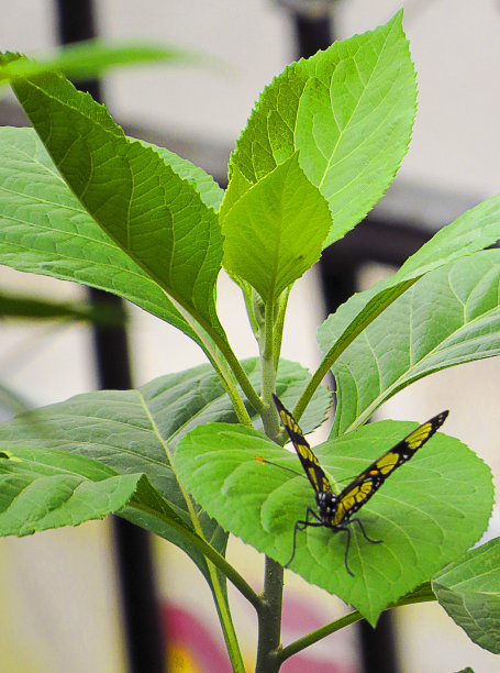 健康和保存绿叶-自然图片下载
