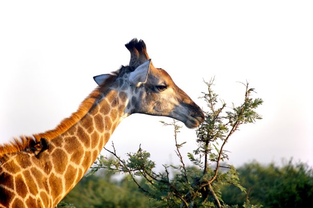 早晨的长颈鹿图片下载