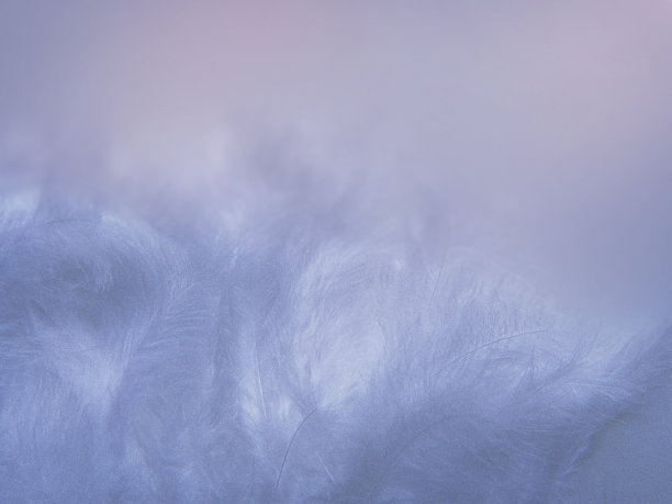 精致的紫色美丽羽毛图片下载