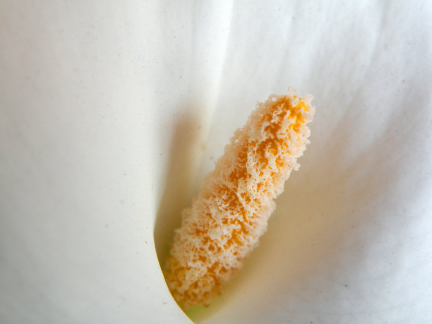 有花粉的马蹄莲雌蕊图片下载