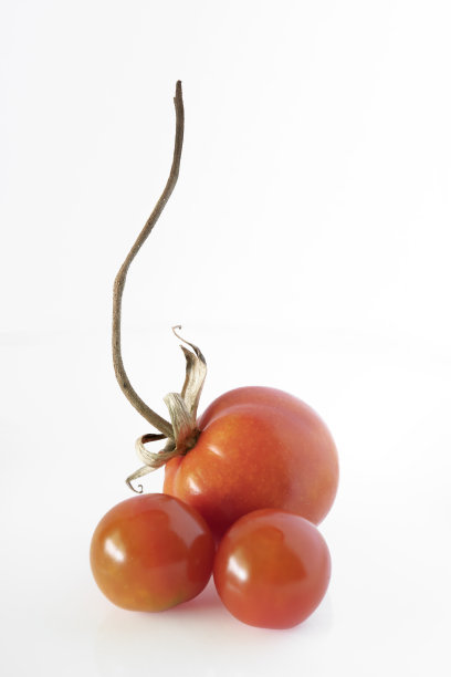 三个圣女果，洁白的背景图片下载