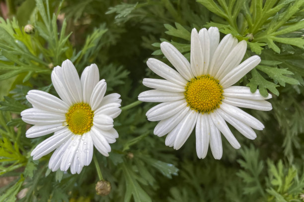自然界的春花图片下载
