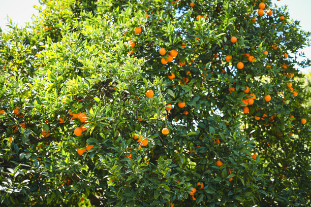 成熟的橘子长在树上图片下载