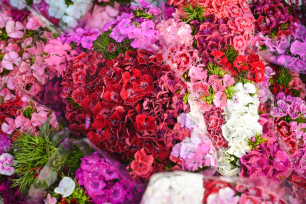 美丽的康乃馨花束特写背景图片下载