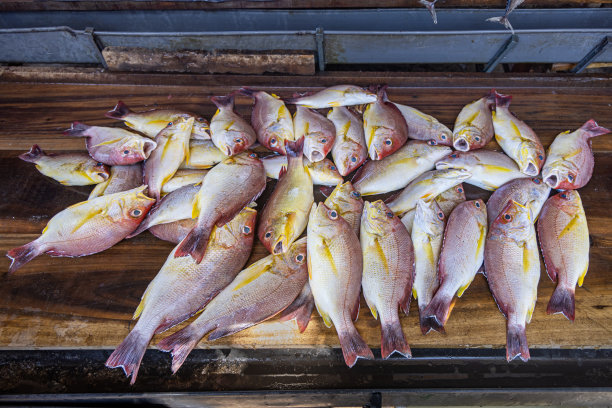 鱼贩店里的热带鱼图片下载