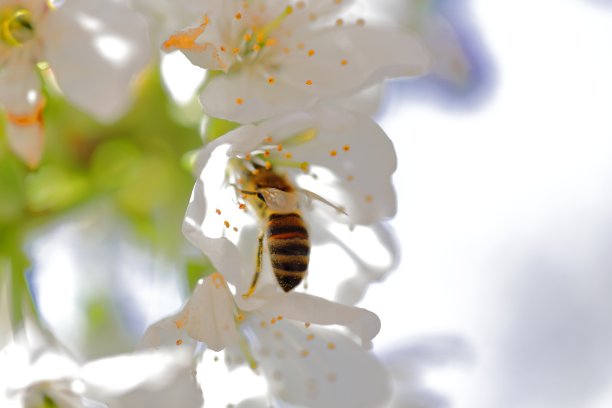 一只蜜蜂从樱桃树上的花朵上采集花蜜。春天。图片下载