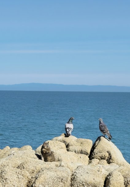 有海景的鸽子图片下载