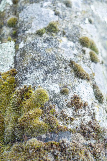 一块长满真菌的灰色老石头。图片下载