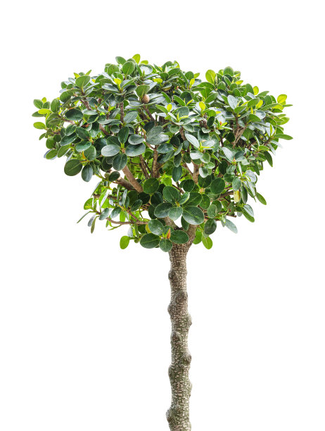 榕树孤立在白色背景与修剪路径图片下载