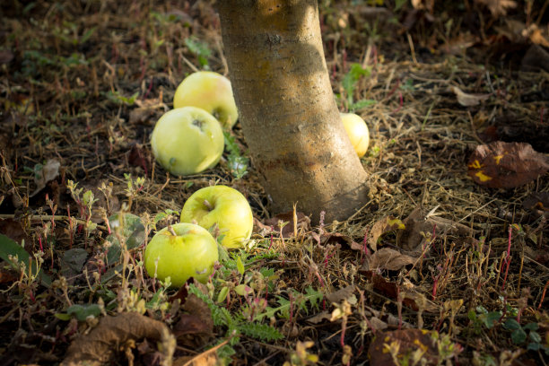 成熟的黄色和绿色的苹果落在一棵树旁图片下载