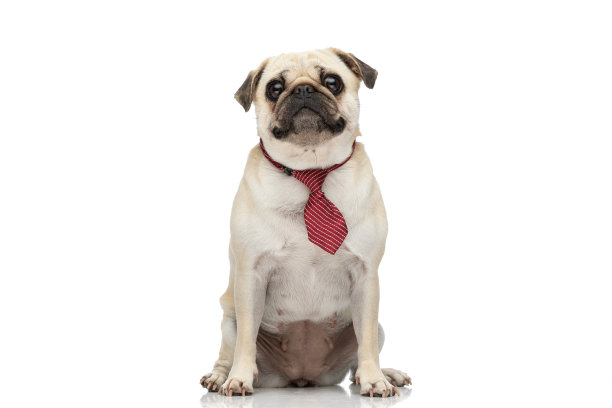 可爱的拖把狗看着相机图片下载