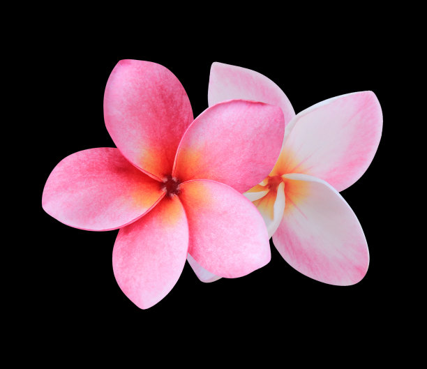 Plumeria花图片下载