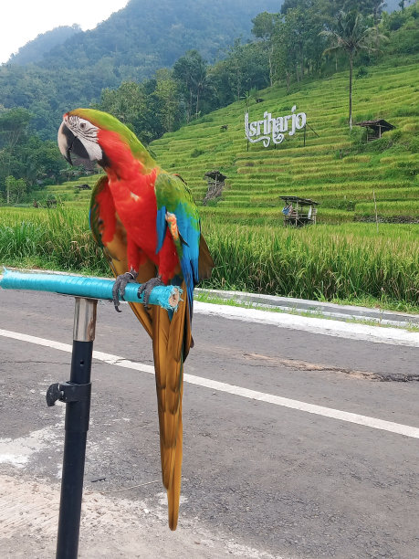 金刚鹦鹉图片下载