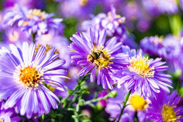 美丽的野花带翅膀的蜜蜂在背景树叶草地图片下载