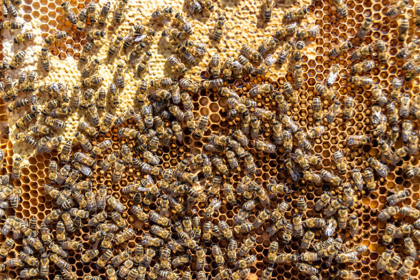 摘要蜂房是由蜂箱填充而成的六边形结构图片下载