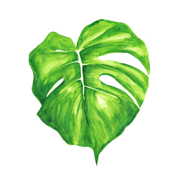 水彩绿色的魔芋叶孤立在白色上。手绘插图图片下载