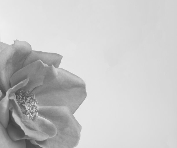 白色背景上的单色玫瑰。图片下载