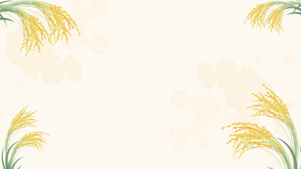 背景插图的现实稻穗。图片下载