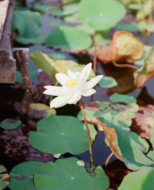 自然照片:荷花。图片下载