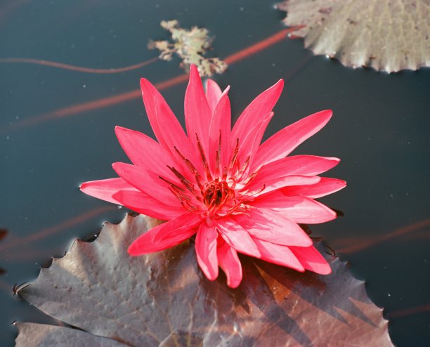 自然照片:荷花。这是美丽的花。图片下载