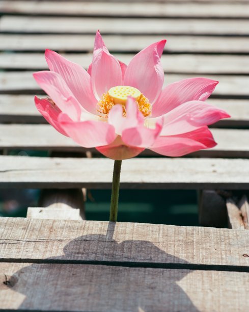自然照片:荷花。这是美丽的花。图片下载