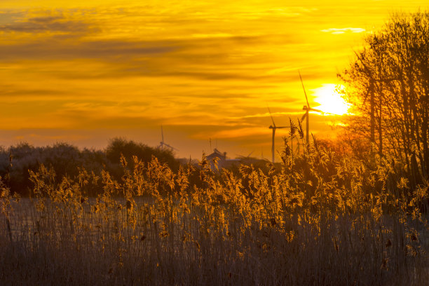 冬天日出时，阳光下农田边缘的树木和风力涡轮机图片下载