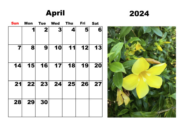 2024年4月日历，附有热带花卉照片图片下载