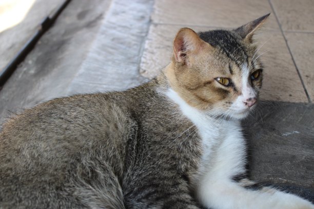 一只猫放松睡觉的照片图片下载