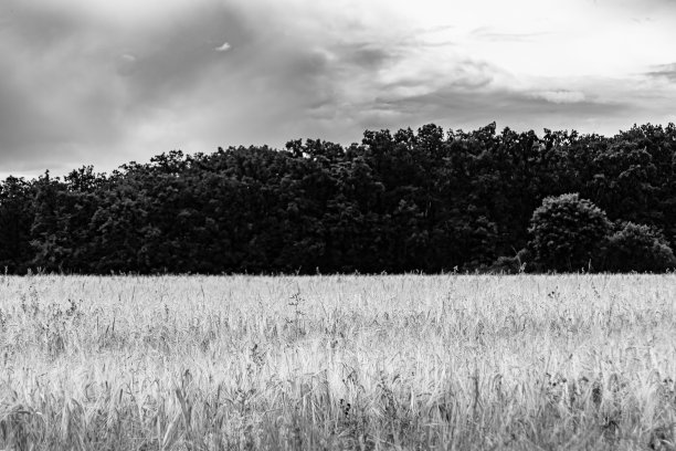 摄影主题为有机收获的大麦田图片下载