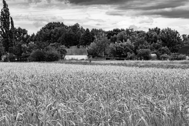 摄影主题为有机收获的大麦田图片下载