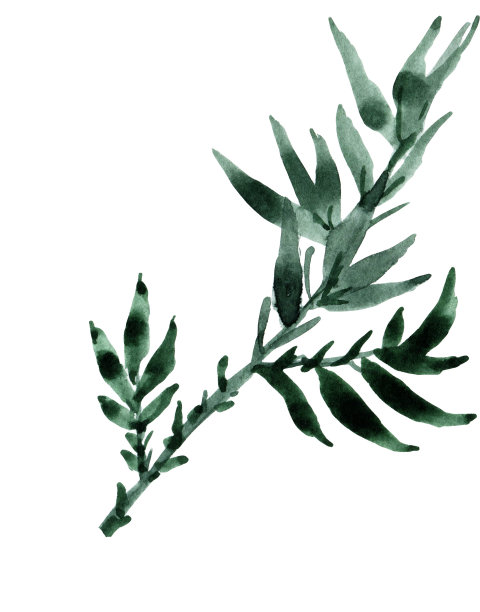 竹子水彩剪纸植物。中秋节的水墨画。水彩花竹。图片下载