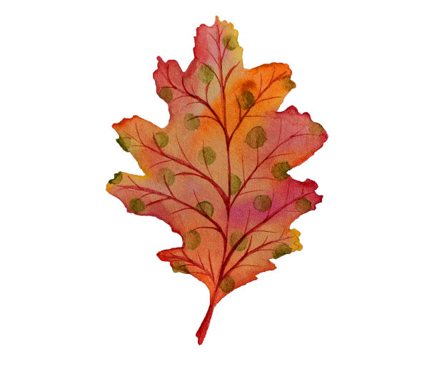 水彩红橙橡木叶。秋天的森林心情手绘插画图片下载