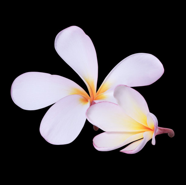 鸡蛋花图片下载