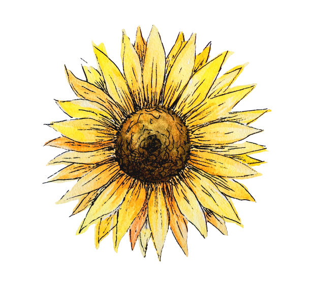 向日葵芽。手绘水彩插图孤立的白色背景。明黄色花卉剪纸。图片下载