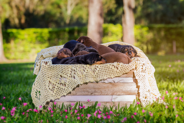 小狗在篮子里打盹。图片下载