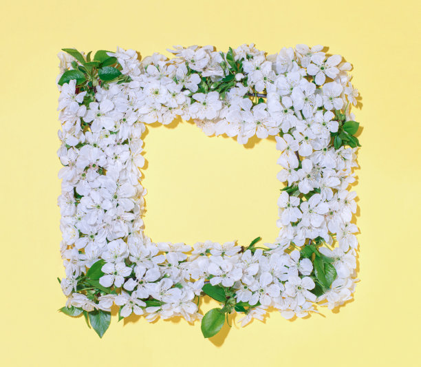 一框白花图片下载