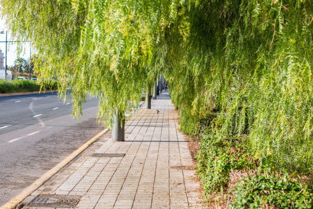 西班牙瓦伦西亚的一棵树图片下载
