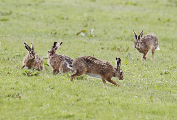 棕兔(Lapus capensis)展示图片下载
