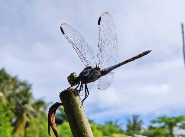 蜻蜓种类 - 三叶蜻蜓图片下载