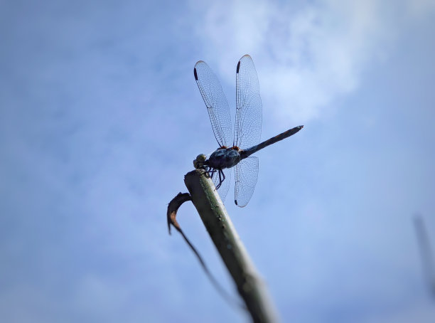 蜻蜓种类 - 三叶蜻蜓图片下载