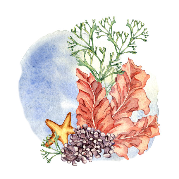 构成彩色海洋植物水彩画孤立在白色。图片下载