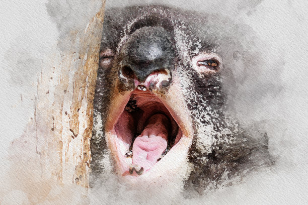 koala oil painting图片下载